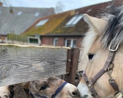 horse Bührings Ænja (Fjord Horse, 2020, from Glød)