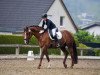 dressage horse Don Royal 7 (German Sport Horse, 2010, from Dressage Royal)