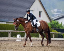 Dressurpferd Don Royal 7 (Deutsches Sportpferd, 2010, von Dressage Royal)