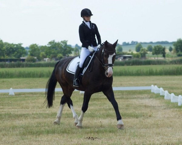 Pferd Livius (Sächs.-Thür. Schweres Warmbl., 2016, von Linus 399)