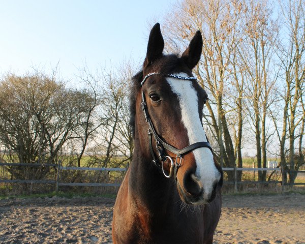 Pferd Lord (KWPN (Niederländisches Warmblut), 2010)