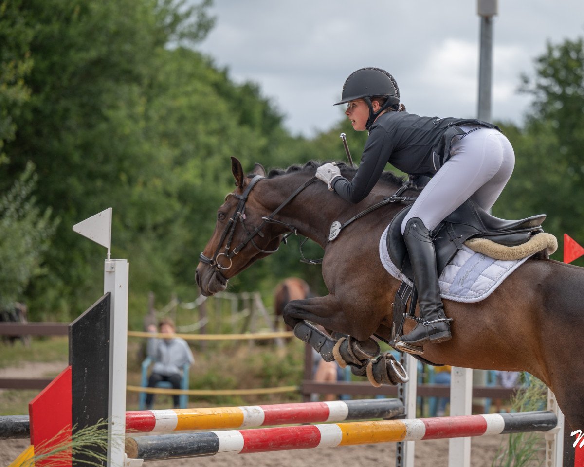 Dressurpferd La Lady (Irish Sport Horse, 2011, von Bertie)
