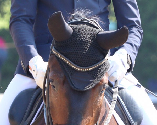 dressage horse Fragon T (Hanoverian, 2019, from Edward 28)