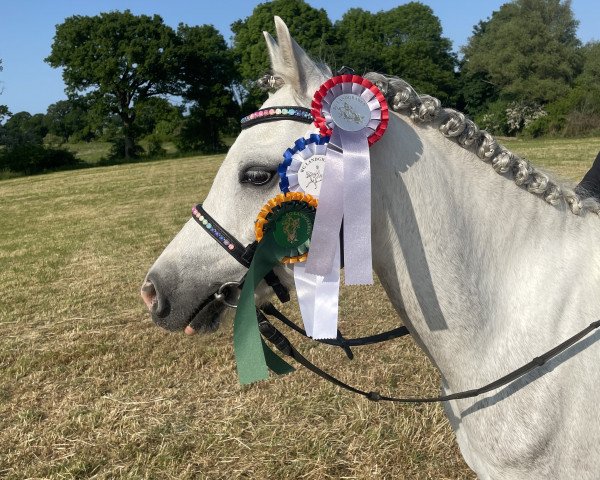 dressage horse Stougjehoeve Enrique (Welsh-Pony (Section B), 2017)