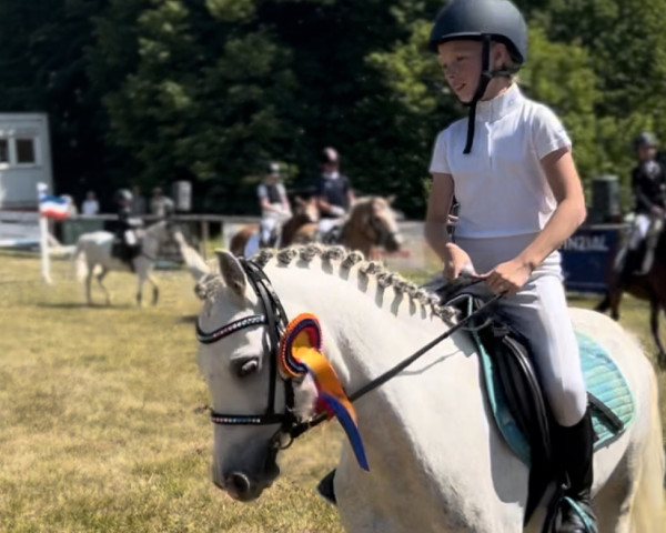 dressage horse Stougjehouves Enrique (Welsh-Pony (Section B), 2017)