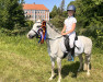 dressage horse stougjeshoeve Enrique (Welsh-Pony (Section B), 2017)