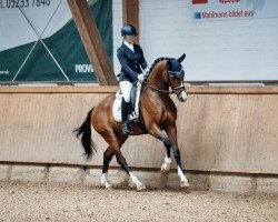 dressage horse Entiendo G (Westphalian, 2018, from Elton John Dvb)