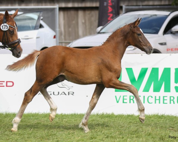 dressage horse A golden Flame (German Riding Pony, 2019, from A new Star)