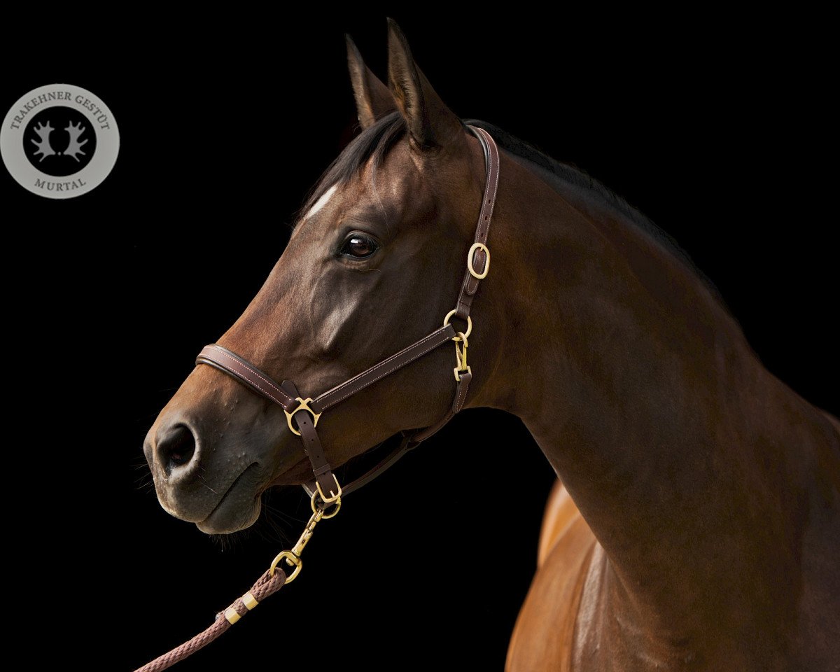broodmare Perlmutt (Trakehner, 2010, from Oliver Twist)