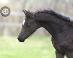 Dressurpferd Königselfe (Trakehner, 2023, von Rauhreif)