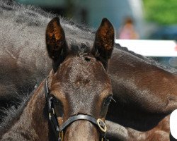 Springpferd Indigo H CH (Schweizer Warmblut, 2008, von Ingo V CH)