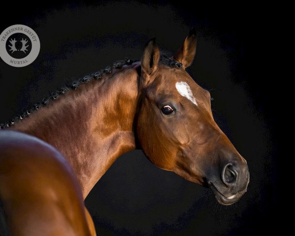 broodmare Delia (Trakehner, 2009, from Münchhausen)