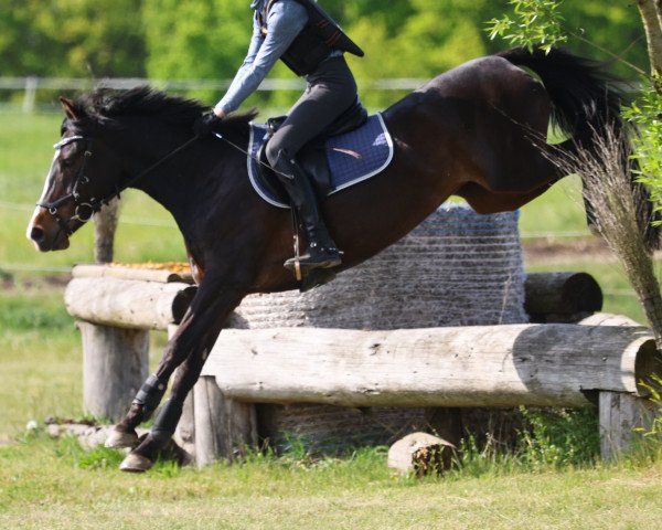 dressage horse Smilla 137 (German Riding Pony, 2014, from Online Ixes)