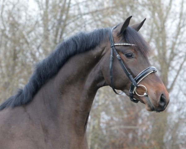 dressage horse King Nottingham (KWPN (Royal Dutch Sporthorse), 2018, from Four Legends)