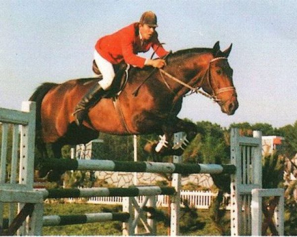 stallion Wendit (Hanoverian, 1981, from Wendekreis)