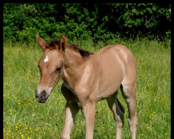 Fohlen von Narcotica du Valchêne (Französisches Pony, 2023, von Usandro Tilia Derlenn)