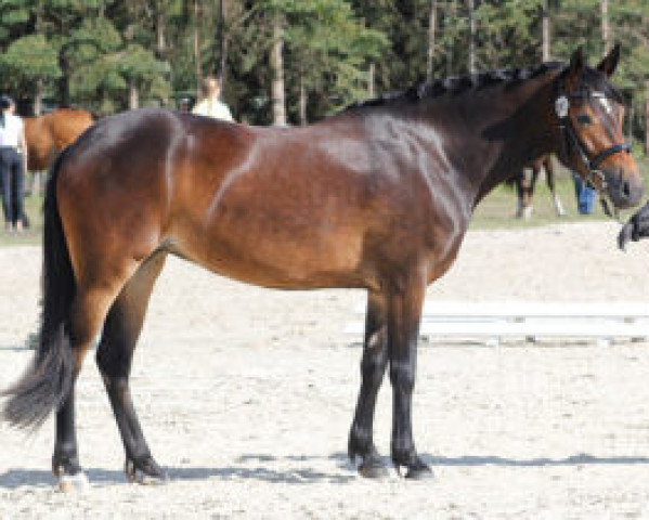 broodmare Ahorn's Baja (New Forest Pony, 2017, from Ahorn's Montego)
