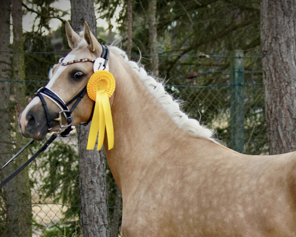 broodmare Double D-Rosé S (German Riding Pony, 2020, from D-Gold AT NRW)