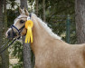 broodmare Double D-Rosé S (German Riding Pony, 2020, from D-Gold AT NRW)