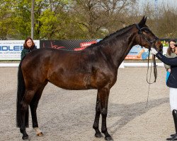 dressage horse Donna Galante (Hanoverian, 2019, from Sandro Hit)