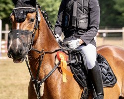 dressage horse Chakkadiro (German Riding Pony, 2013, from Chattanooga)