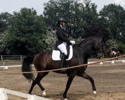 dressage horse Fürst Hermann 5 (Westphalian, 2015, from Fürstenball)