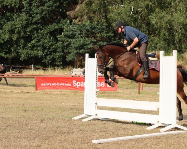 jumper Siwa 9 (Oldenburg show jumper, 2017, from Stakkato Gold)