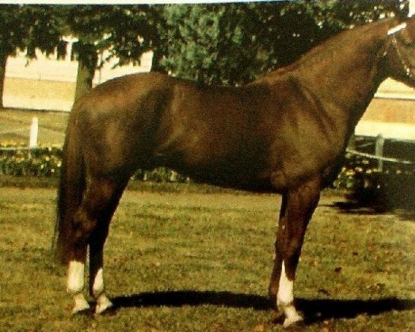 stallion Tancarville (Selle Français, 1985, from Count Ivor xx)