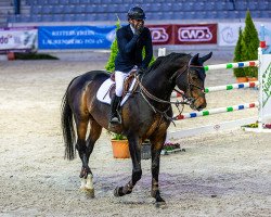 stallion Golden Eye (Hanoverian, 2012, from Goldfever 3)