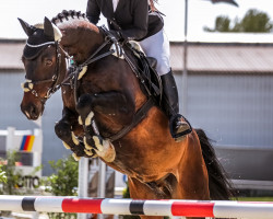 Springpferd Laviano Le Bon (Rheinländer, 2008, von Louis le Bon)