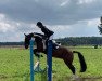 jumper Gaelic Rose (UK Warmblood, 2015, from Hobbys Boomerang)