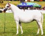 Zuchtstute Eyarth Windflower (Welsh Pony (Sek.B), 1997, von Eyarth Celebration)