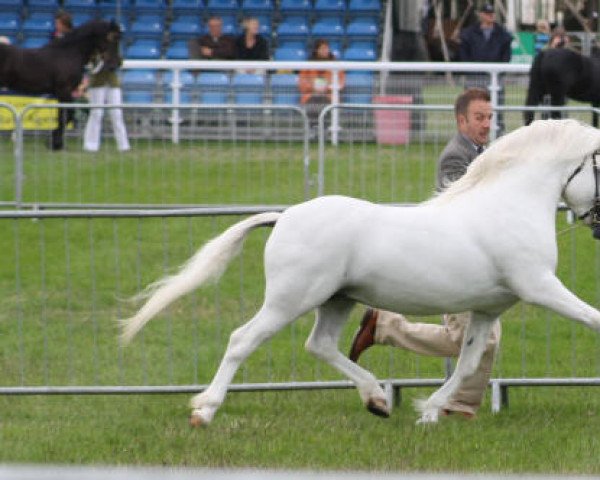 stallion Heniarth Yarra-Glen (Welsh mountain pony (SEK.A), 2001, from Nerwyn Cadno)