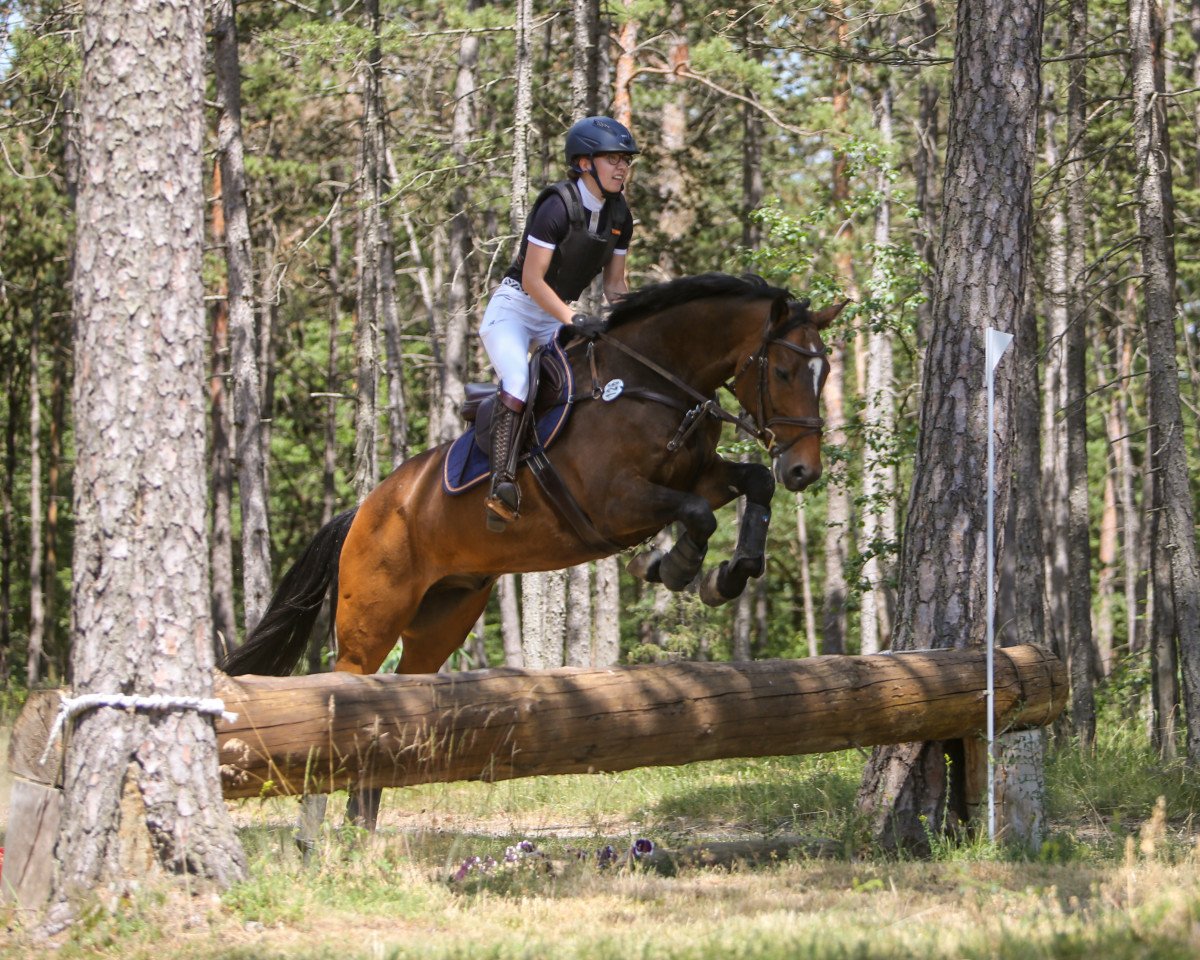 jumper Sugar 179 (Polish Warmblood, 2014, from Vandamme)