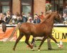 Deckhengst Hilin Etifedd (Welsh Pony (Sek.B), 2003, von Carwed Charmer)