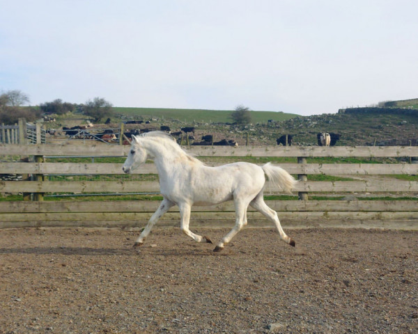 Deckhengst Eyarth Tayma (Welsh Pony (Sek.B), 1997, von Carwed Charmer)