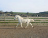stallion Eyarth Tayma (Welsh-Pony (Section B), 1997, from Carwed Charmer)