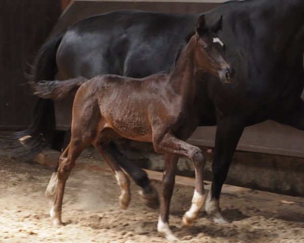 dressage horse Thalys (Oldenburg, 2023, from Total Diamond PS)