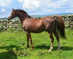 stallion Carrwood Orpheus (Welsh-Pony (Section B), 2000, from Carwed Charmer)