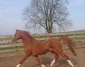 stallion Hilin Carnedd (Welsh-Pony (Section B), 2004, from Eyarth Tayma)