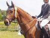 jumper Mailando (Trakehner, 2001, from Pondor)