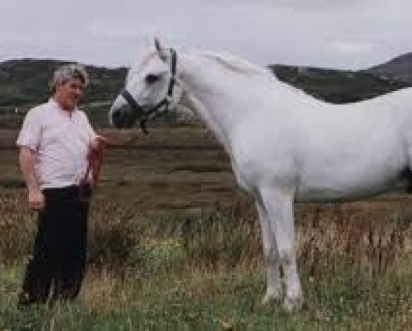 Deckhengst Lærkens Cascade Dawn (Connemara-Pony, 1991, von Hazy Dawn)