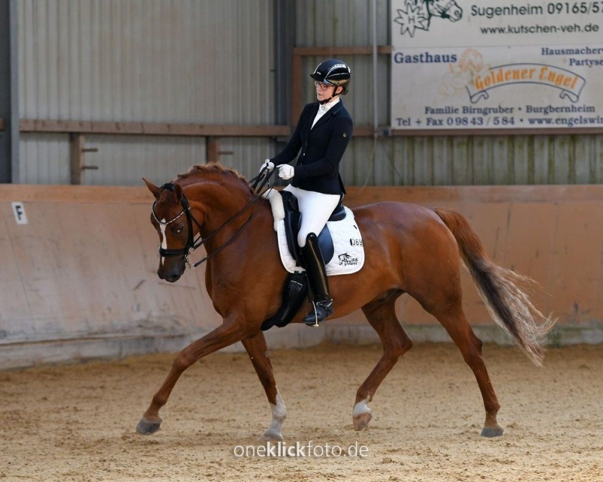 dressage horse Quadero W (German Sport Horse, 2013, from Quadroneur)
