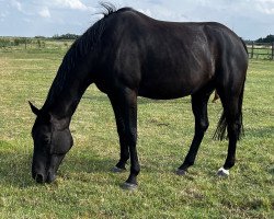 broodmare Franka (Hanoverian, 2015, from Finest)