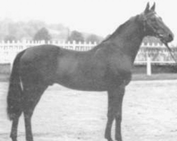 stallion Vieux Chateau xx (Thoroughbred, 1956, from Chamant xx)