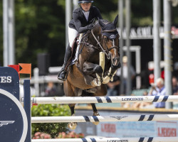 jumper Noah de Kalvarie (Belgian Warmblood, 2013, from Ustinov)