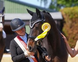 jumper Indurain 17 (Belgian Warmblood, 2008, from Calido I)