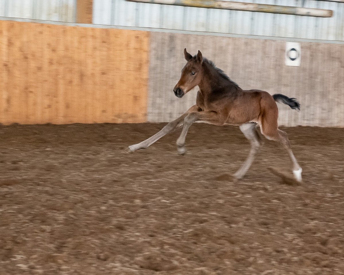 horse Cirí´s Orlan D‘o (Holsteiner, 2020, from Origi D'o)
