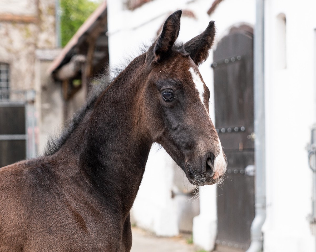 jumper Cirí´s Quaprice (Holsteiner, 2022, from Cornet's Quaprice)