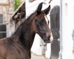 Springpferd Cirí´s Quaprice (Holsteiner, 2022, von Cornet's Quaprice)